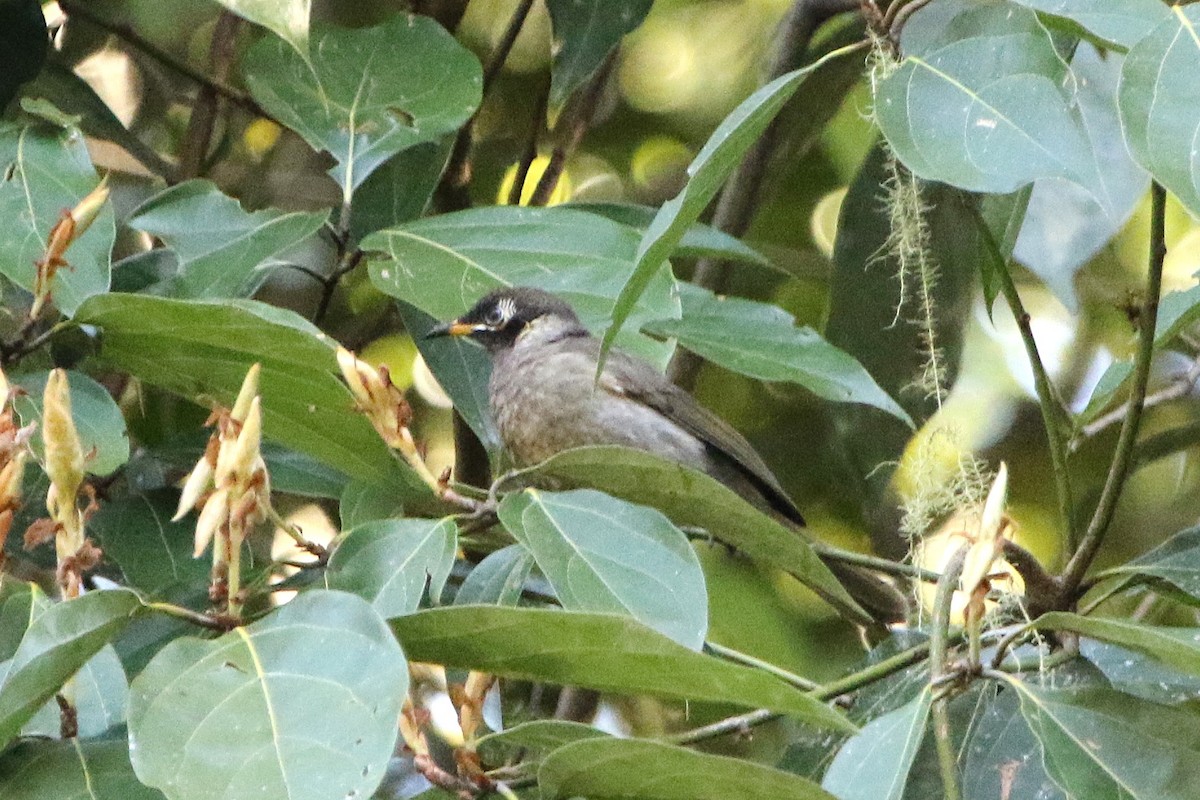 Bridled Honeyeater - ML642800911