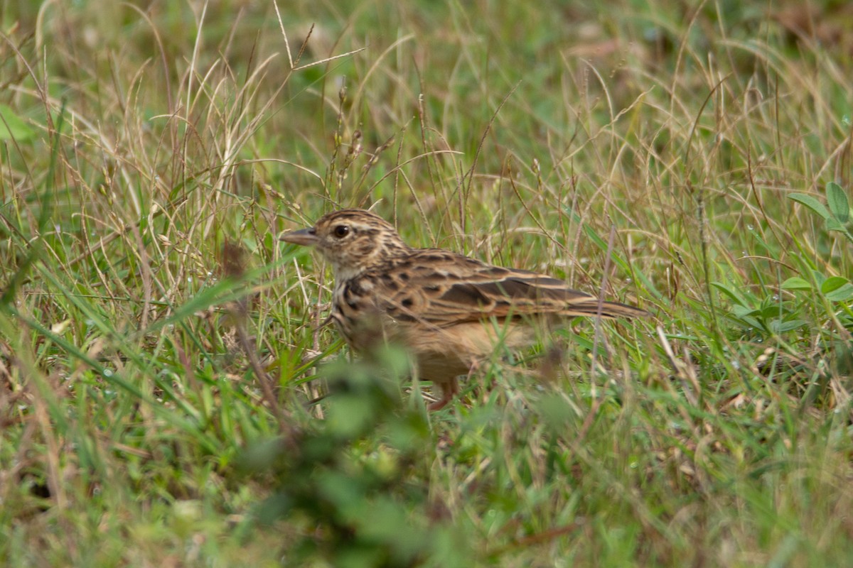 Jerdon's Bushlark - ML642800931