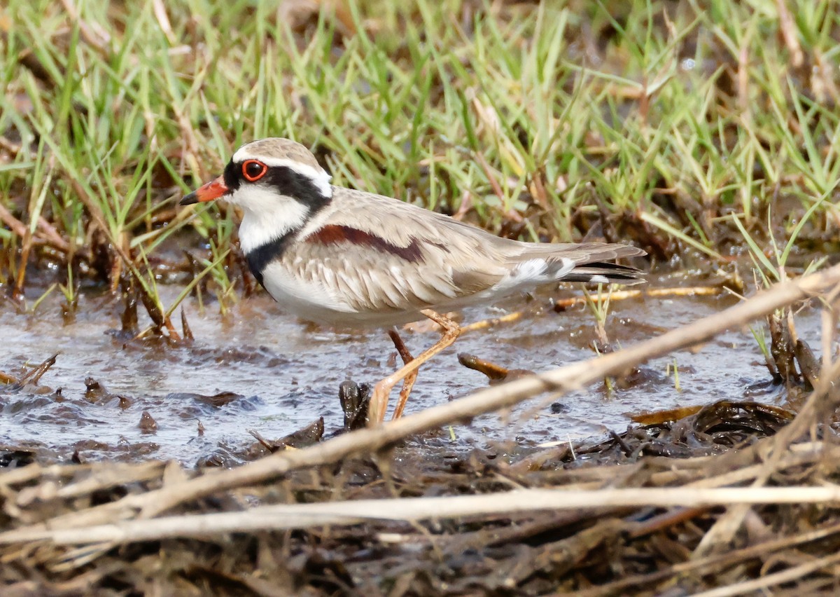 Black-fronted Dotterel - ML642800938