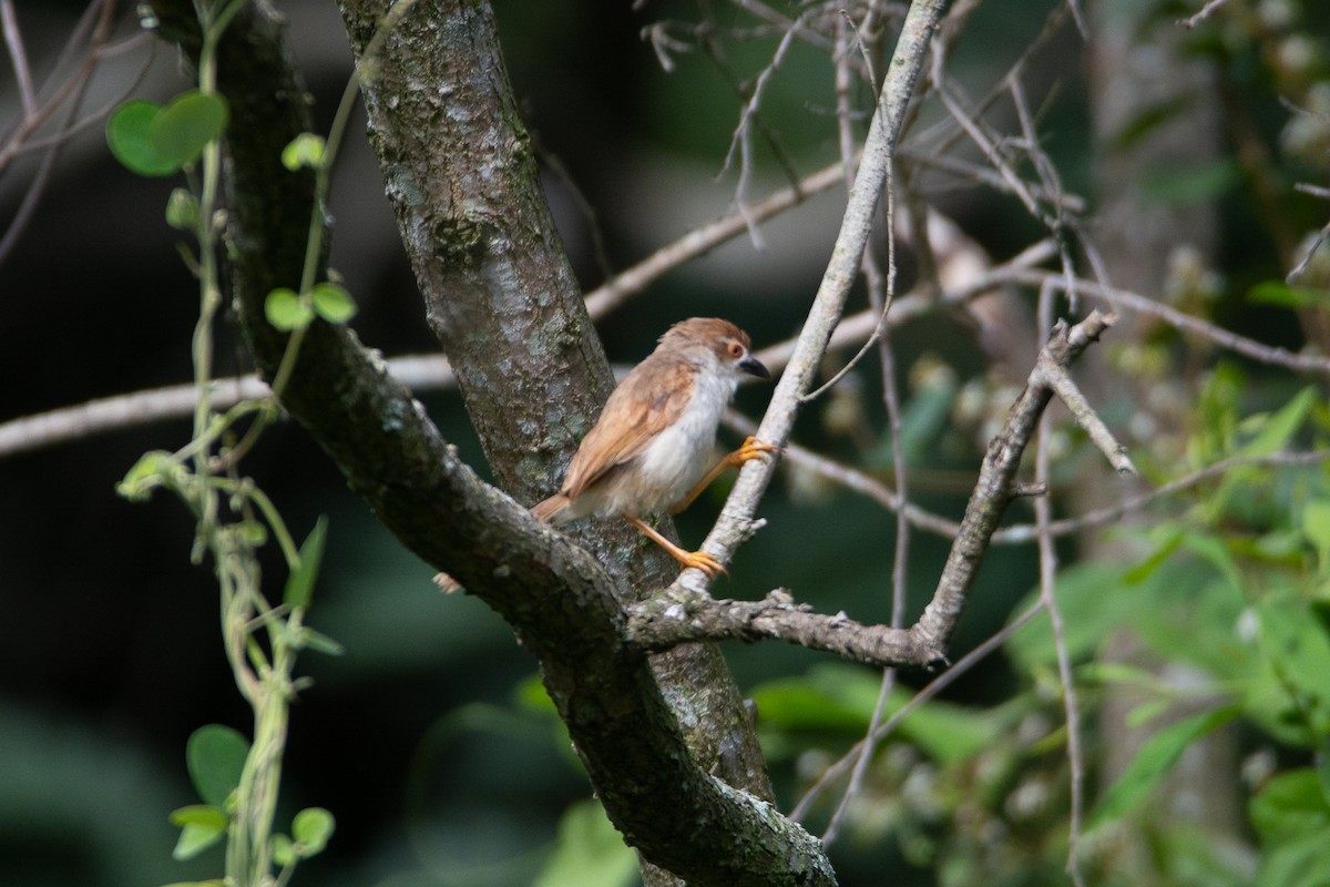 Yellow-eyed Babbler - ML642800939