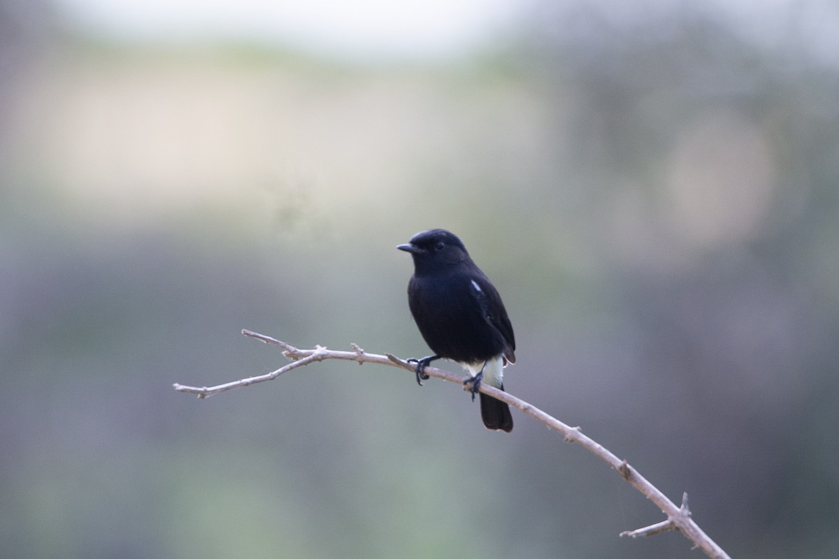 Pied Bushchat - ML642800947
