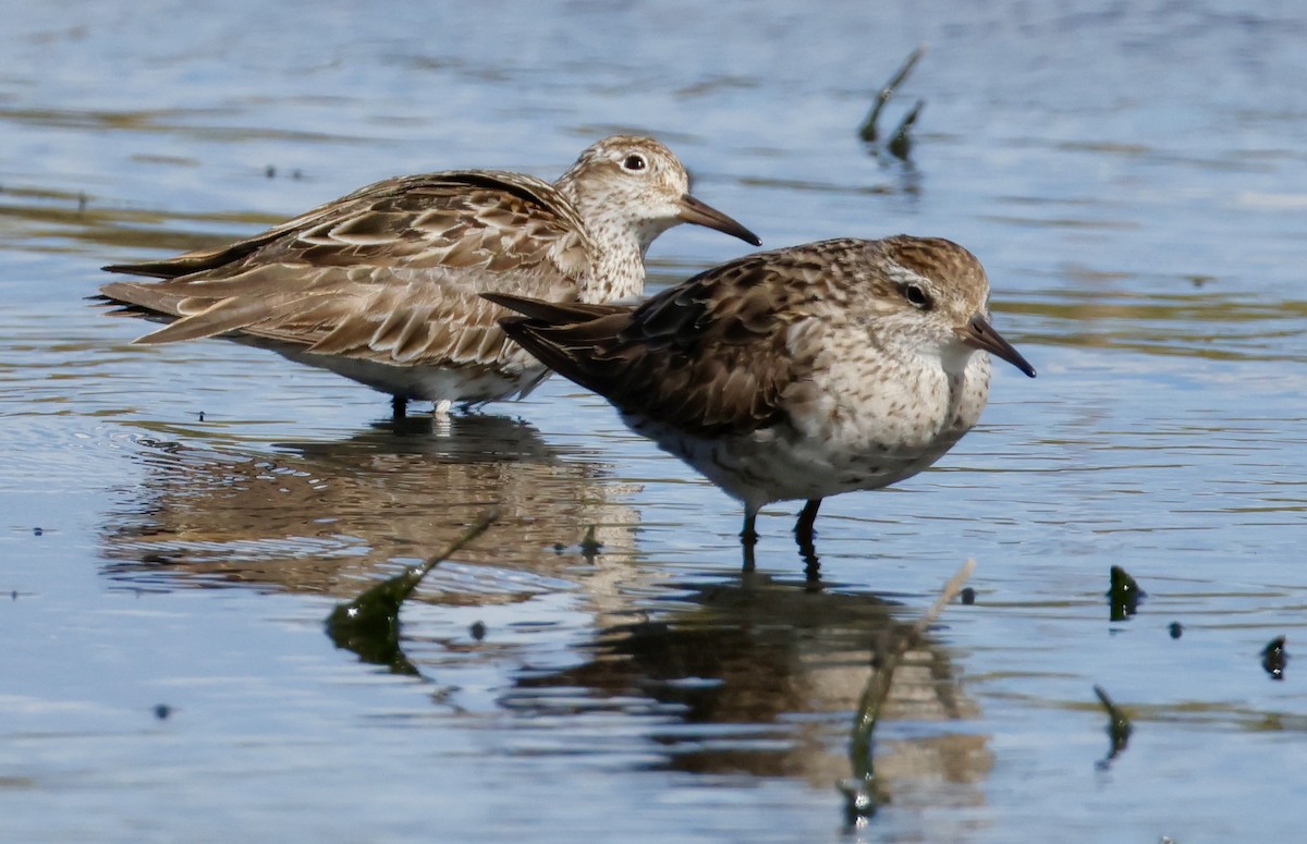Sharp-tailed Sandpiper - ML642800948