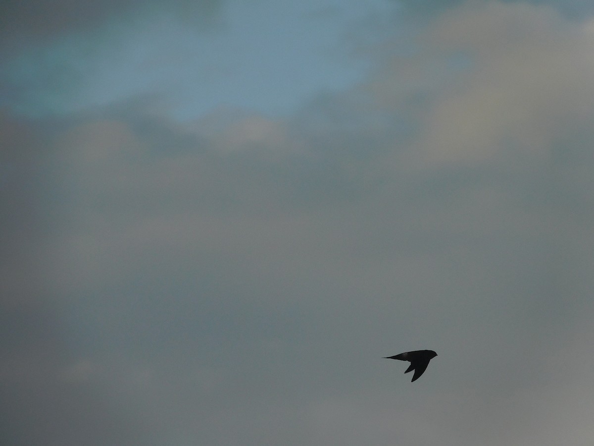 Australian Swiftlet - ML642800949