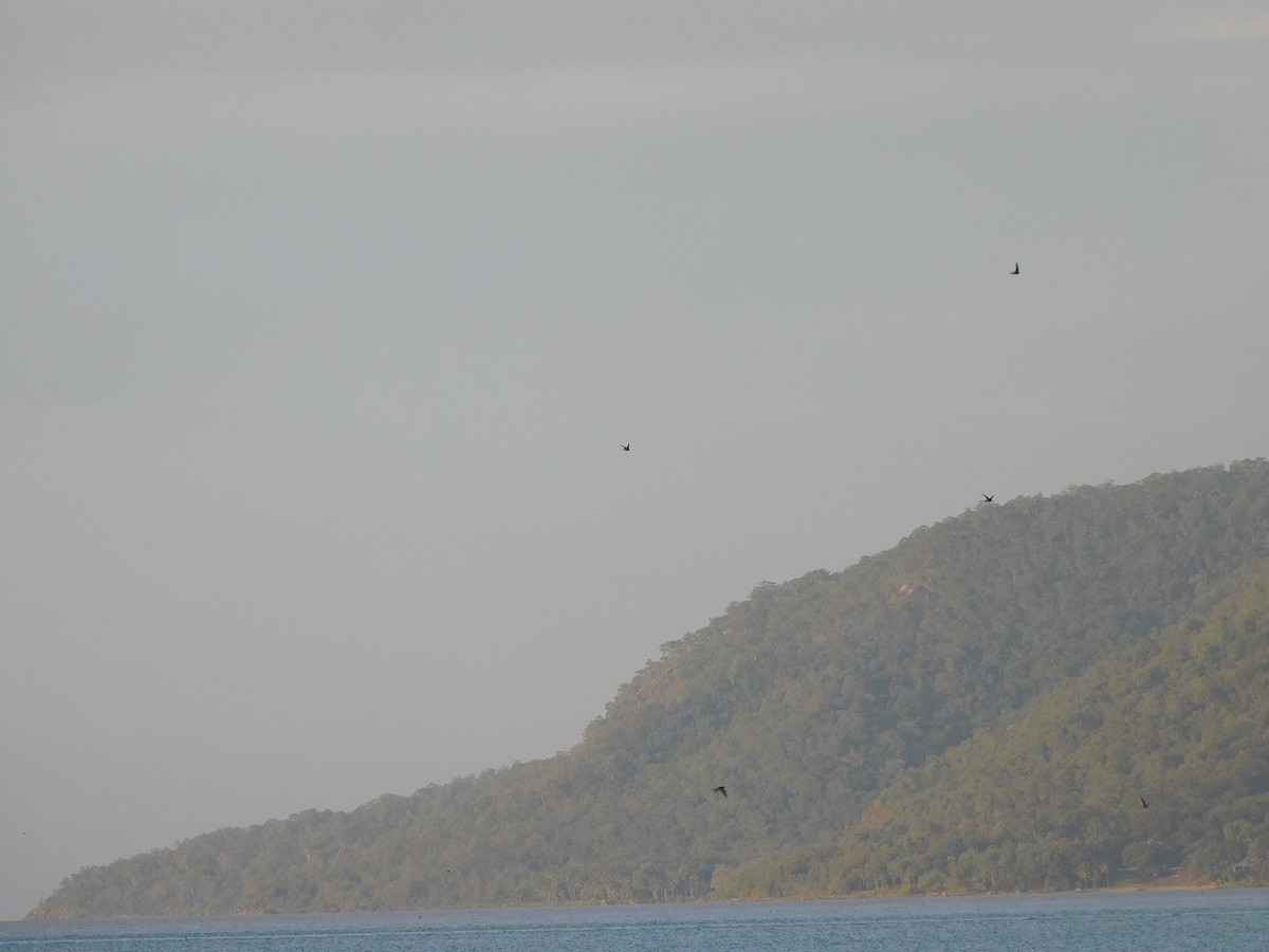 Australian Swiftlet - ML642800950