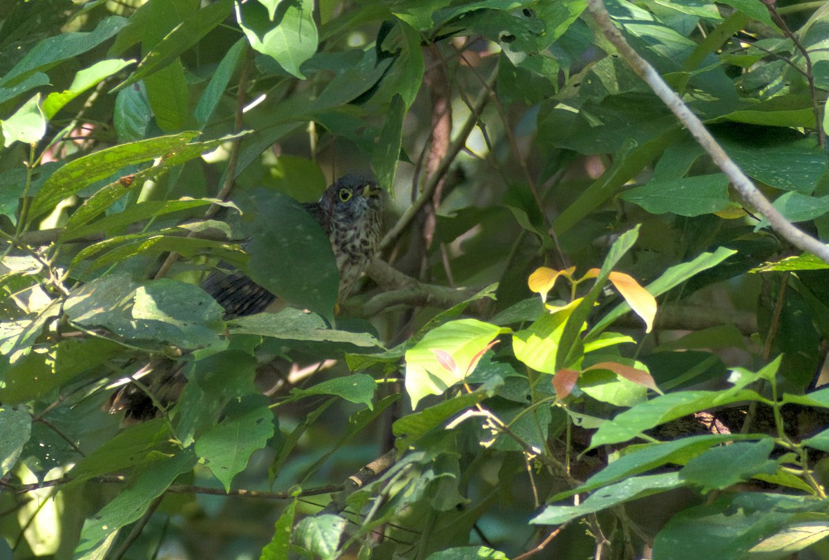 Malaysian Hawk-Cuckoo - ML642800982