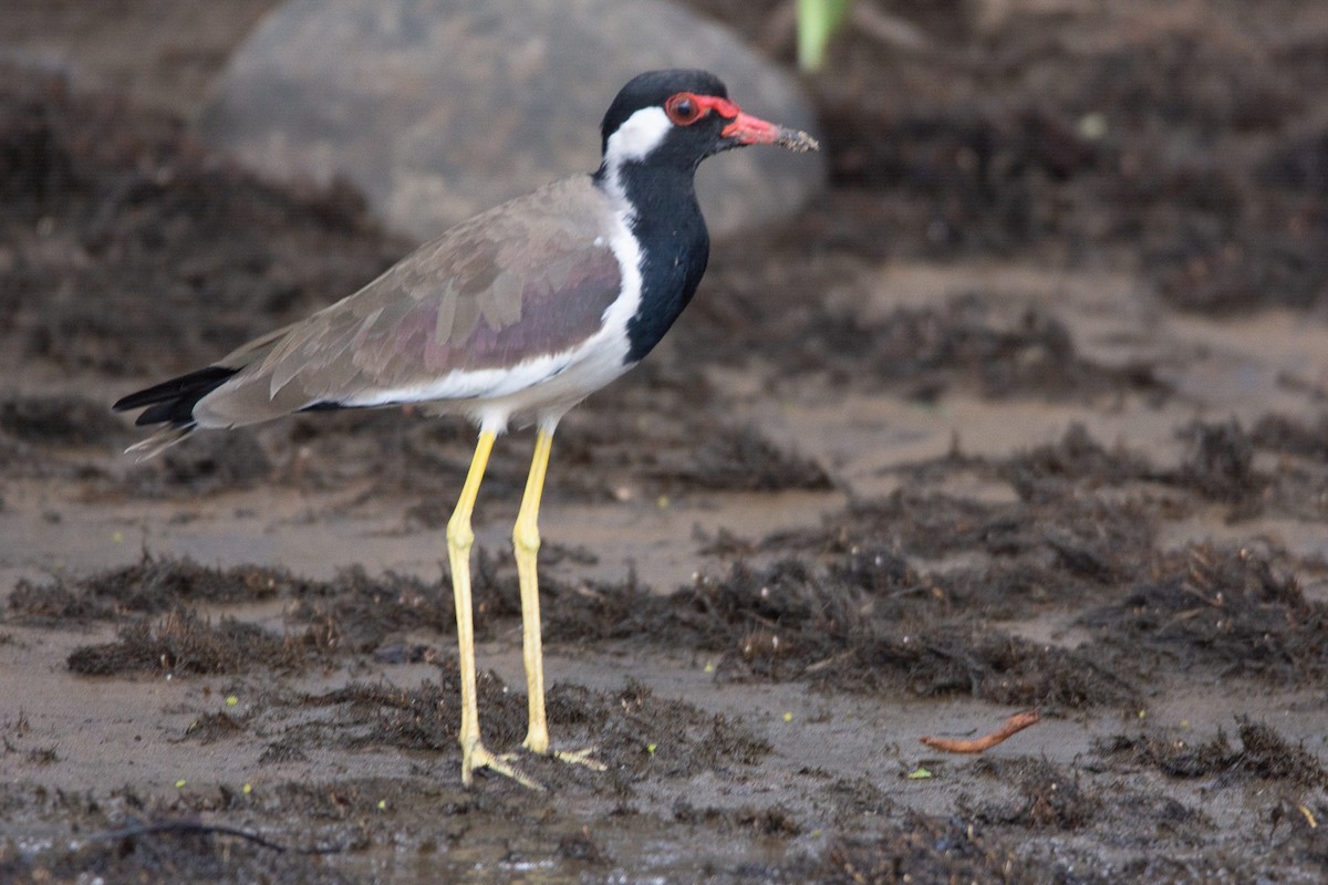 Red-wattled Lapwing - ML642800988