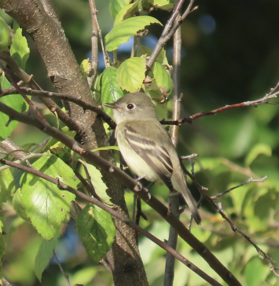 Least Flycatcher - ML642801001