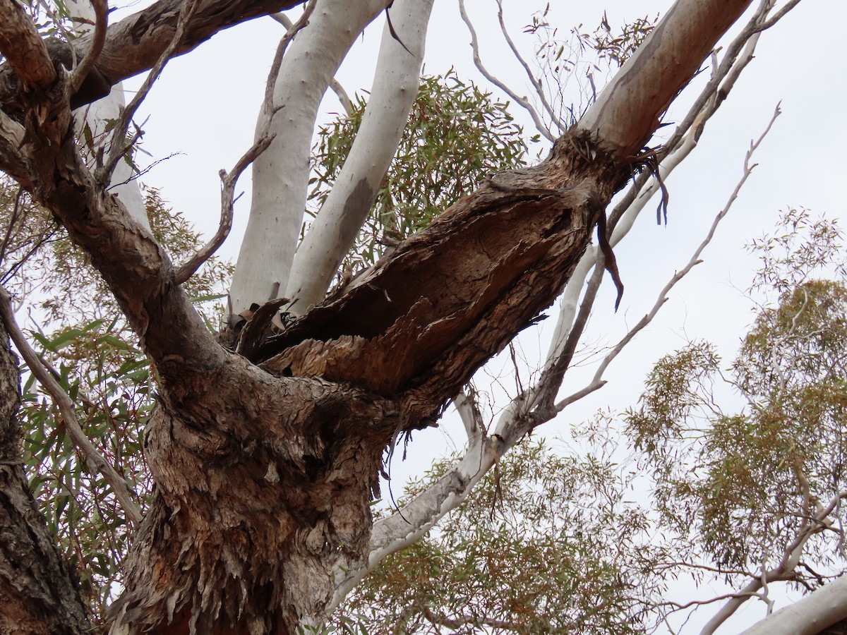 Ninoxe d'Australie - ML642801018