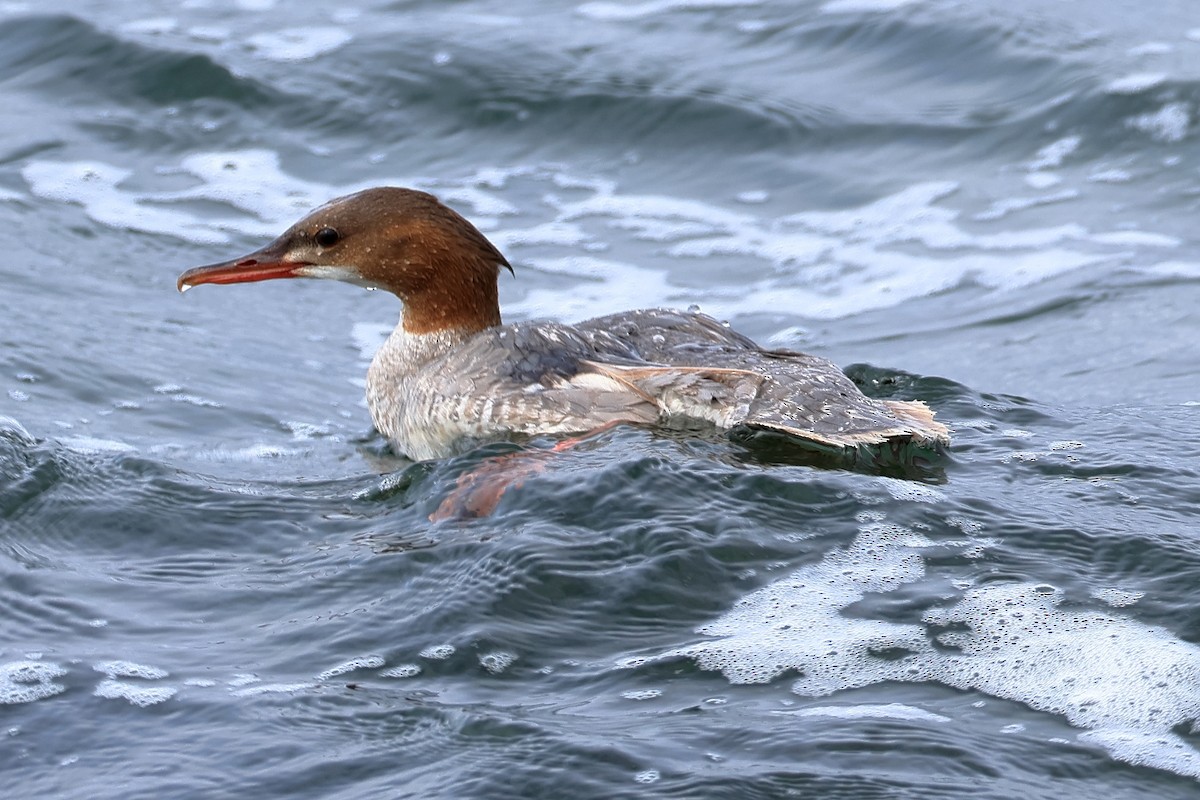 Common Merganser - ML642801023