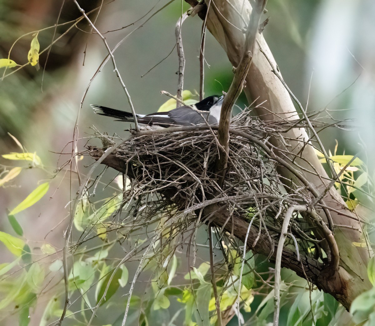 Gray Butcherbird - ML642801032