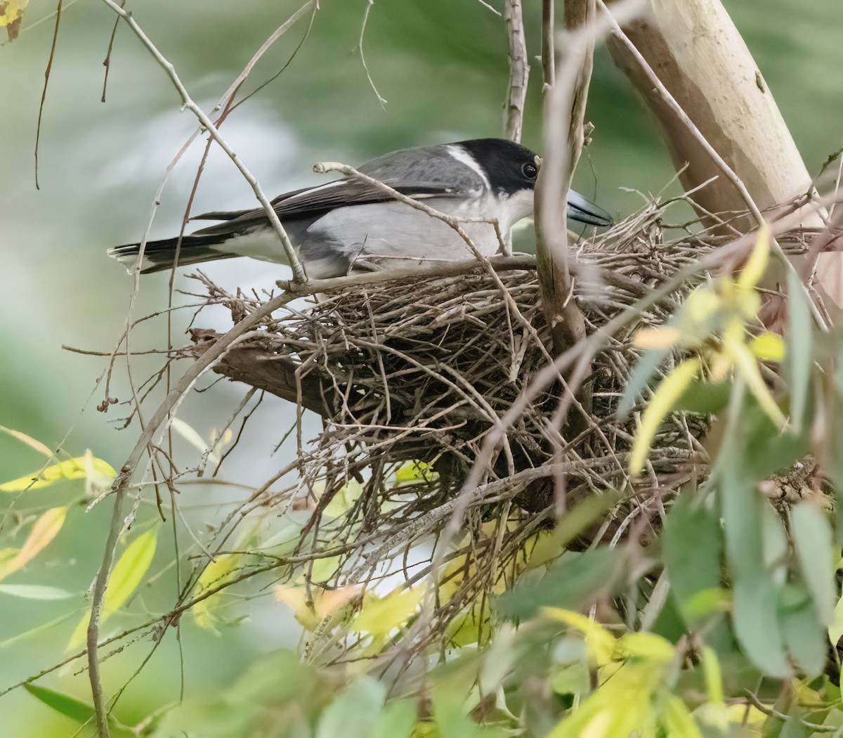 Gray Butcherbird - ML642801033