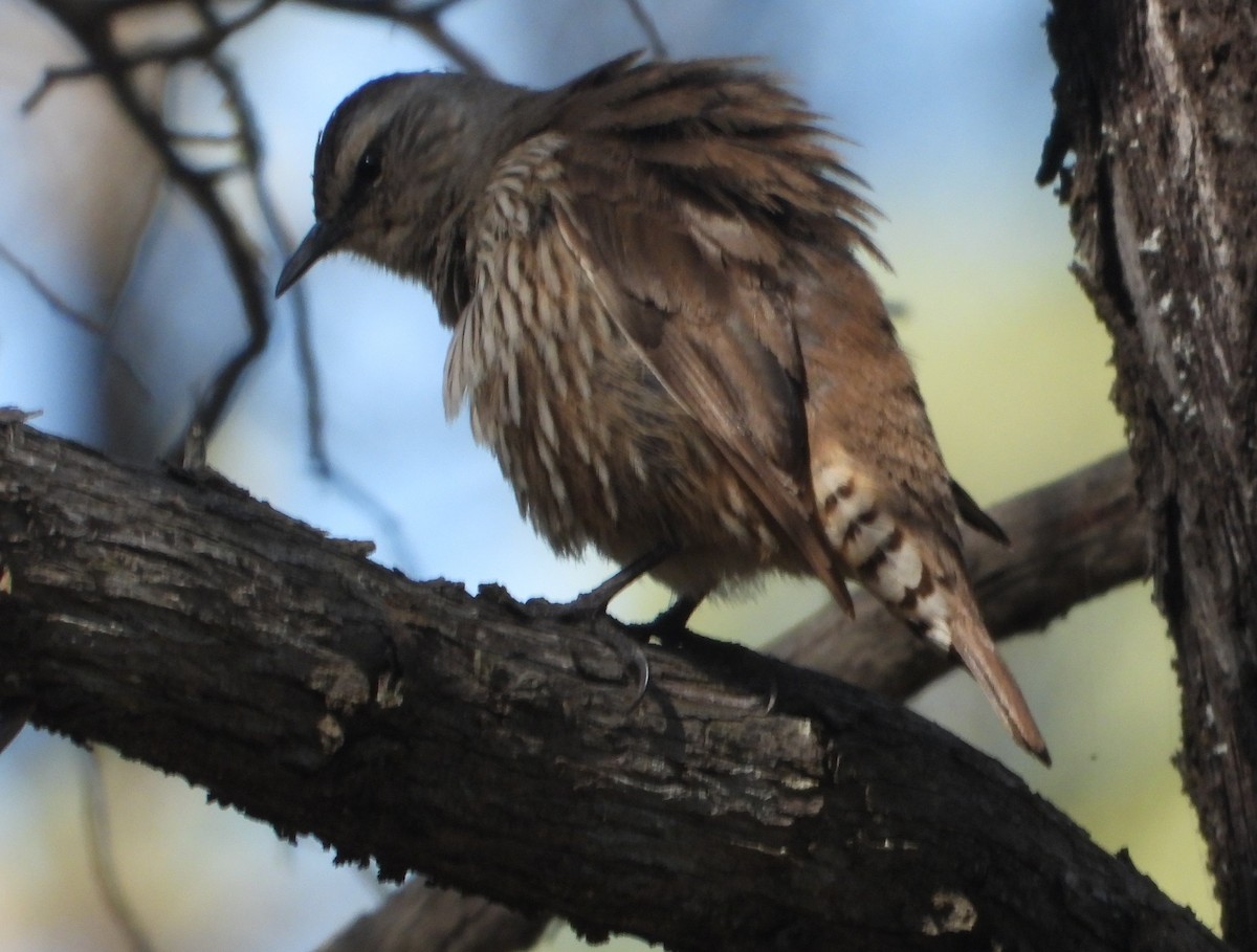 Brown Treecreeper - ML642801048