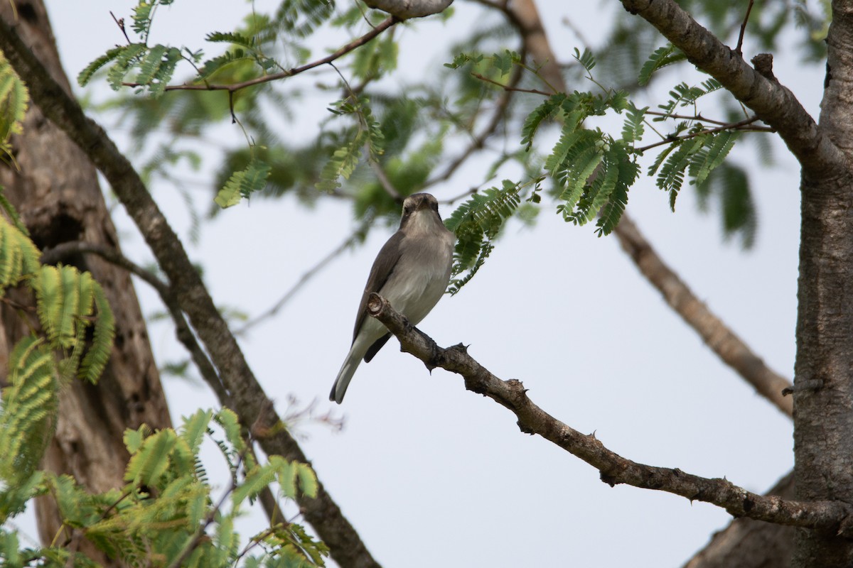 Common Woodshrike - ML642801054