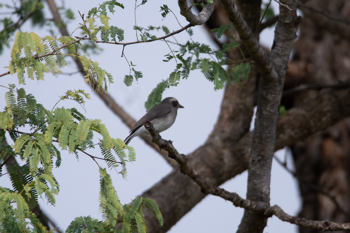Common Woodshrike - ML642801055