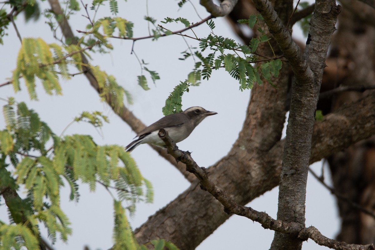Common Woodshrike - ML642801056