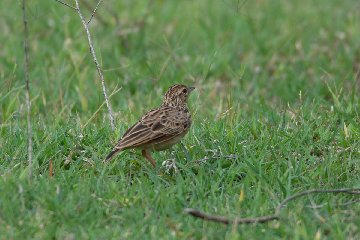 Jerdon's Bushlark - ML642801064