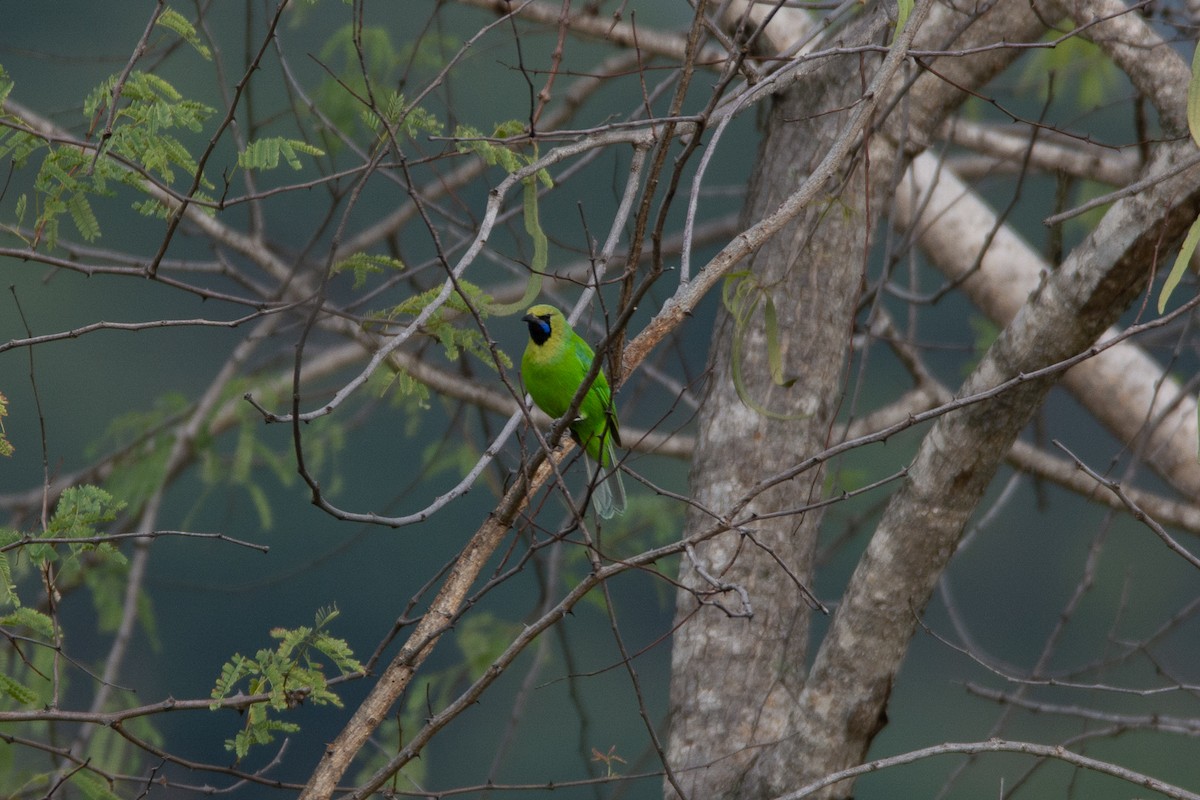 Jerdon's Leafbird - ML642801067