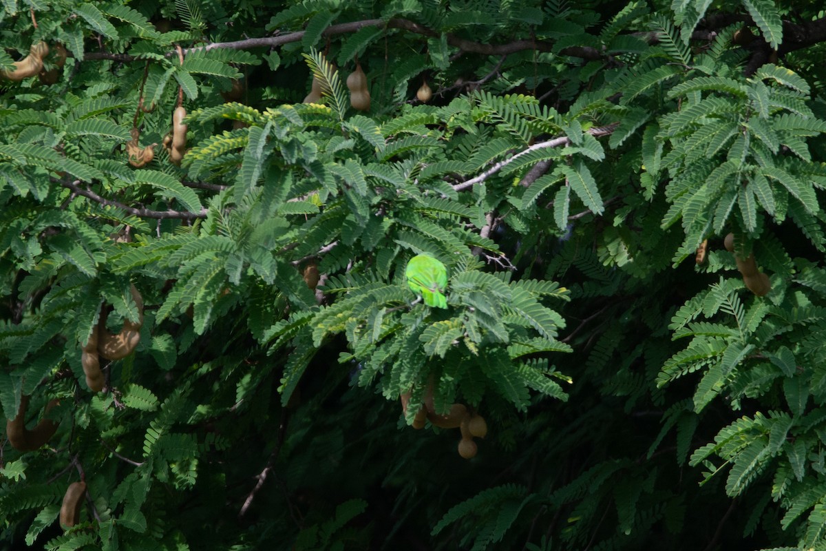 Jerdon's Leafbird - ML642801069