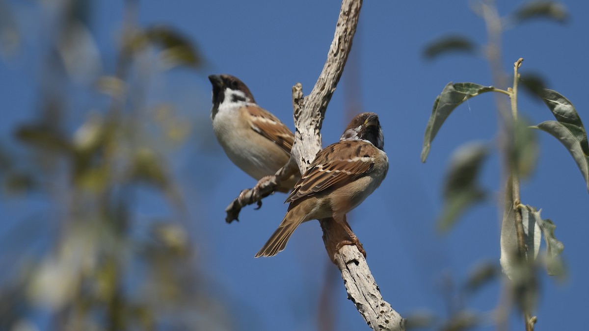 Eurasian Tree Sparrow - ML642801073