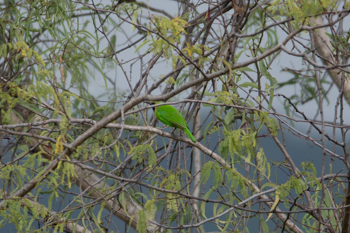 Jerdon's Leafbird - ML642801087