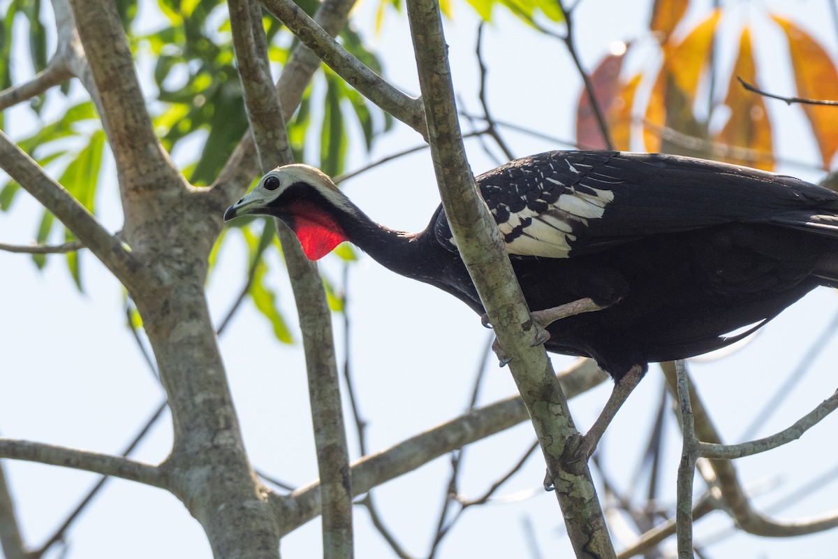 Red-throated Piping-Guan - ML642801093