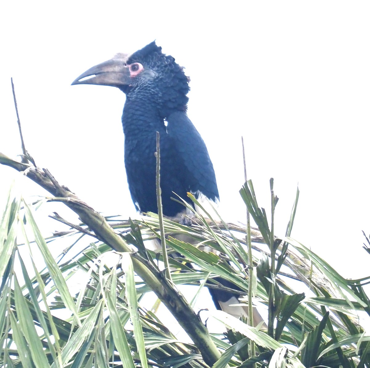 Black-and-white-casqued Hornbill - ML642801101