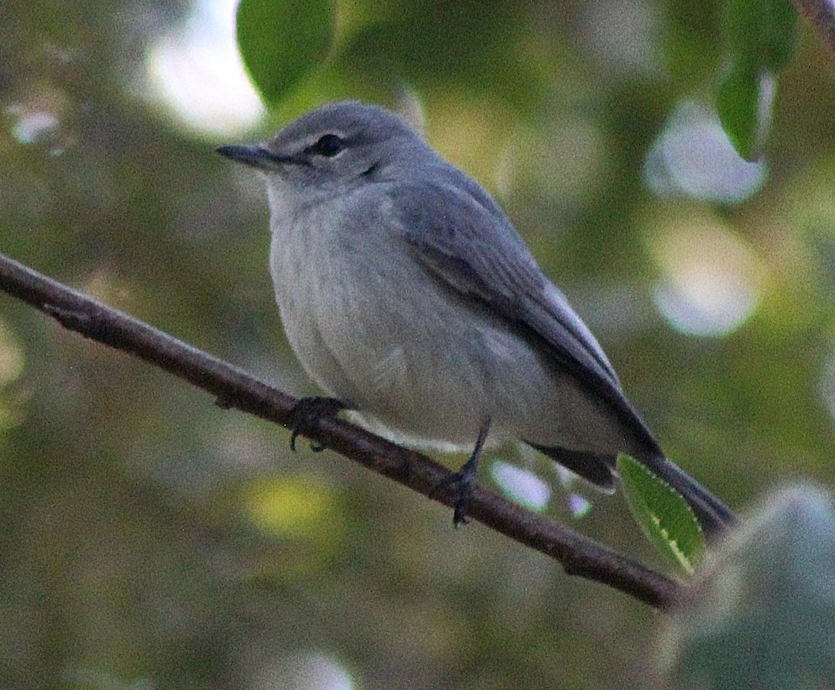 Ashy Flycatcher - ML642801115