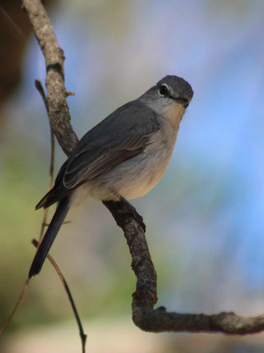 Ashy Flycatcher - ML642801116