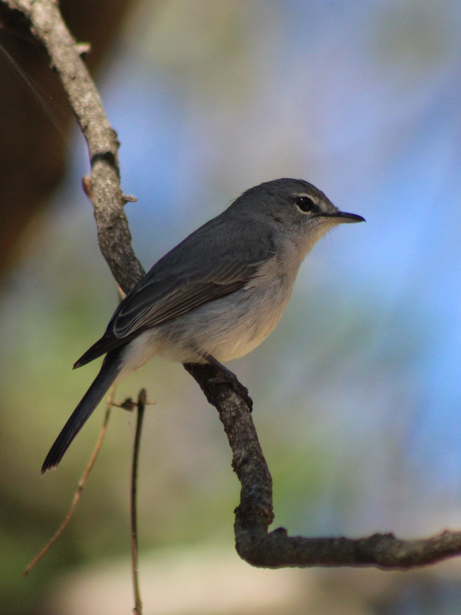 Ashy Flycatcher - ML642801117