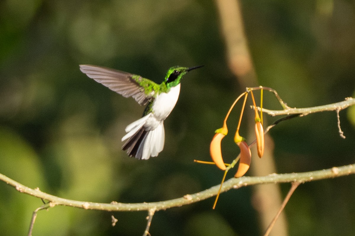 Black-eared Fairy - ML642801119