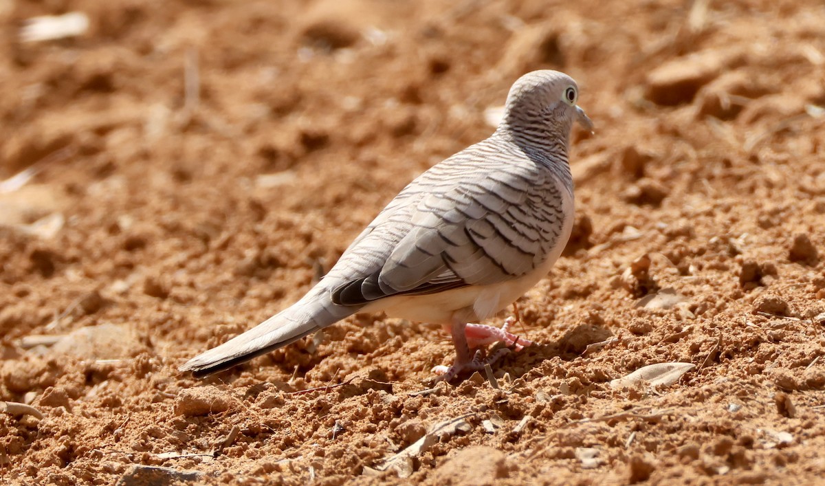 Peaceful Dove - ML642801129