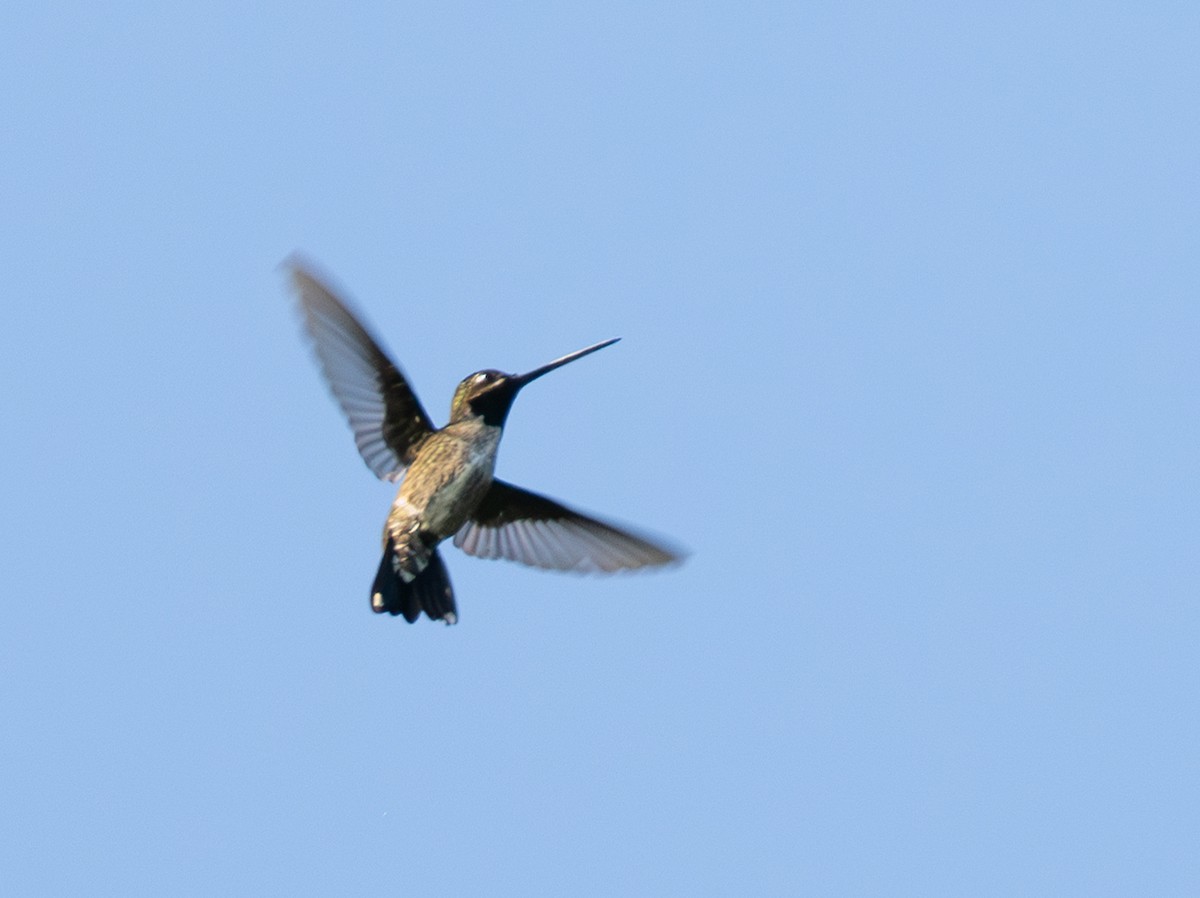 Long-billed Starthroat - ML642801137