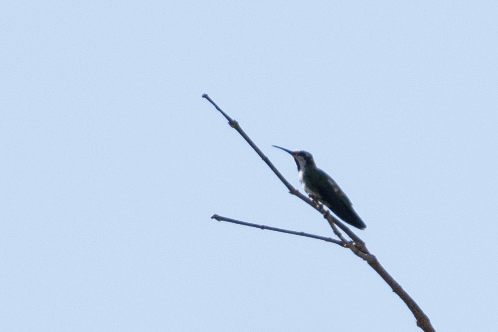 Long-billed Starthroat - ML642801140