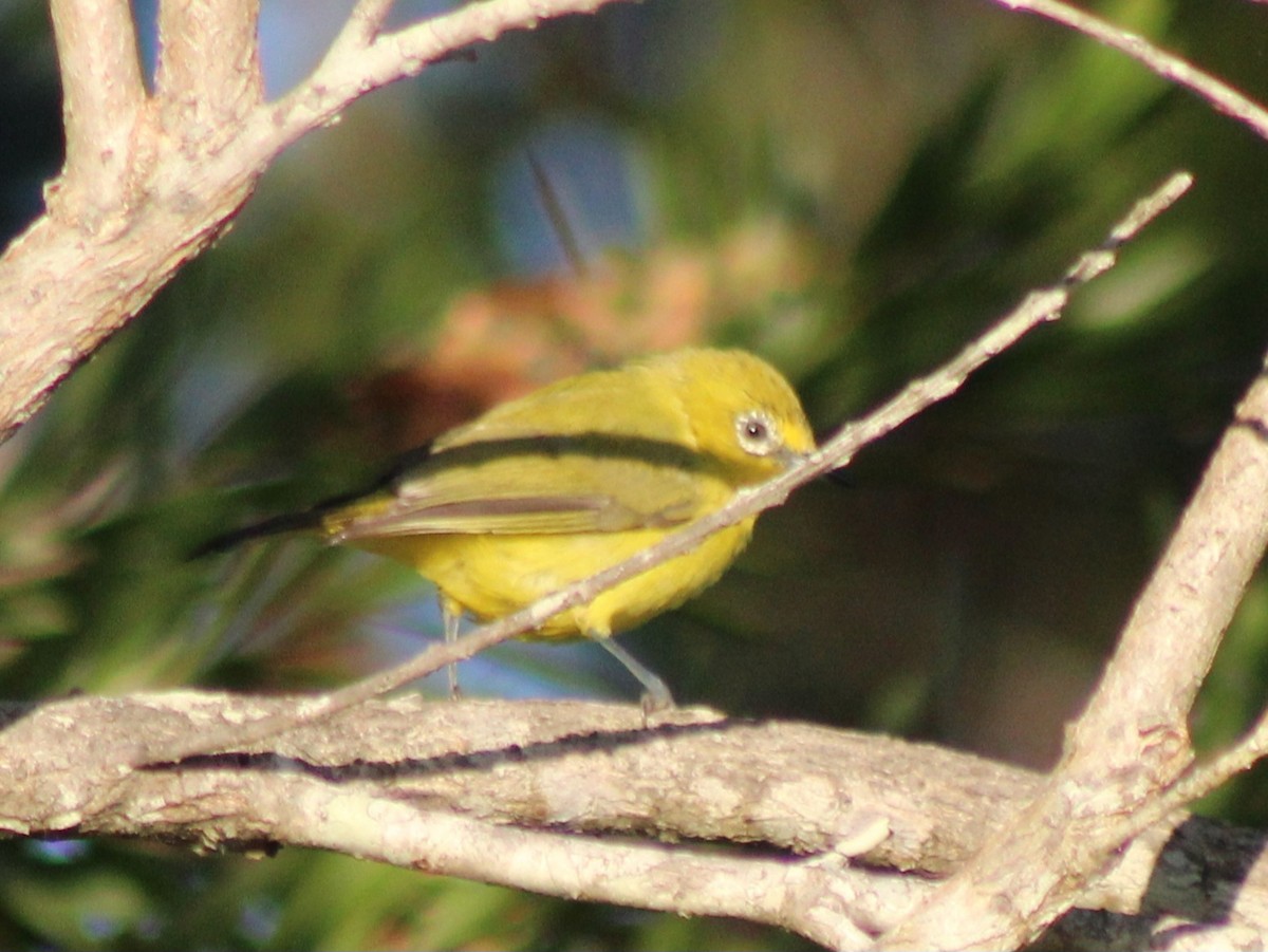 Southern Yellow White-eye - ML642801144