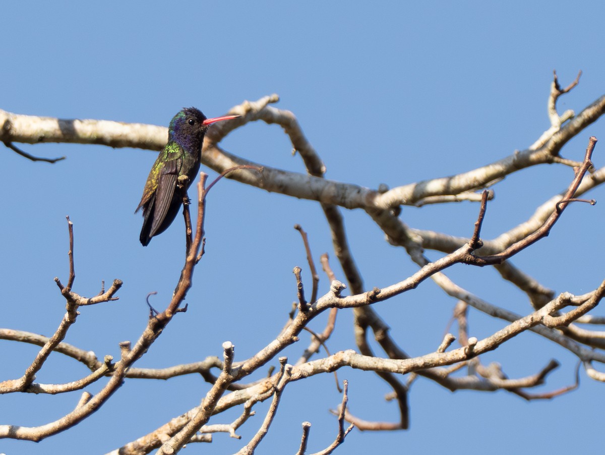 White-chinned Sapphire - ML642801164