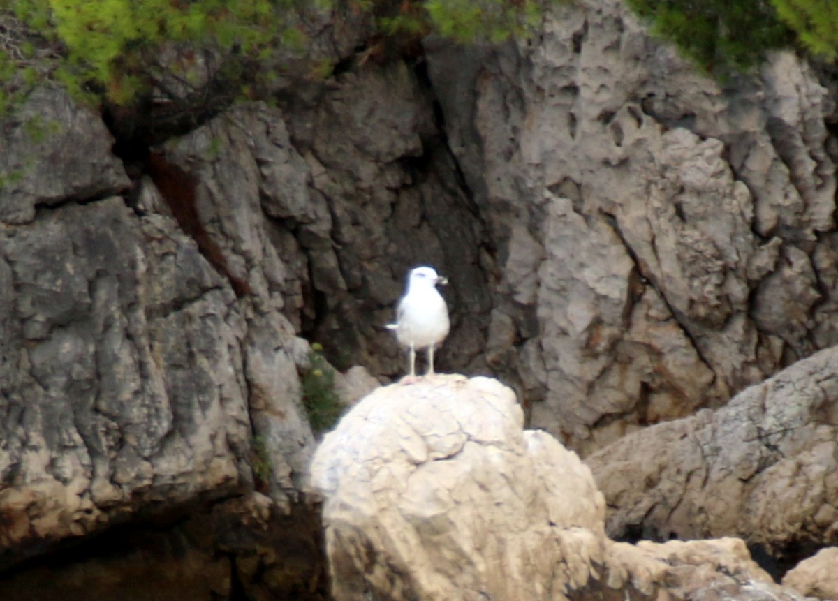 Yellow-legged Gull - ML642801167