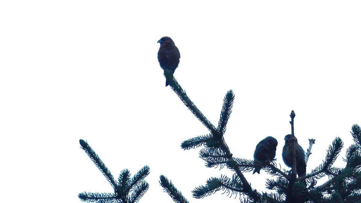 Red Crossbill - ML642801170