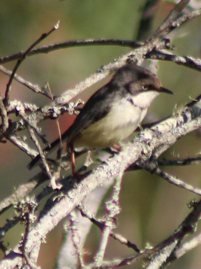 Bar-throated Apalis - ML642801173