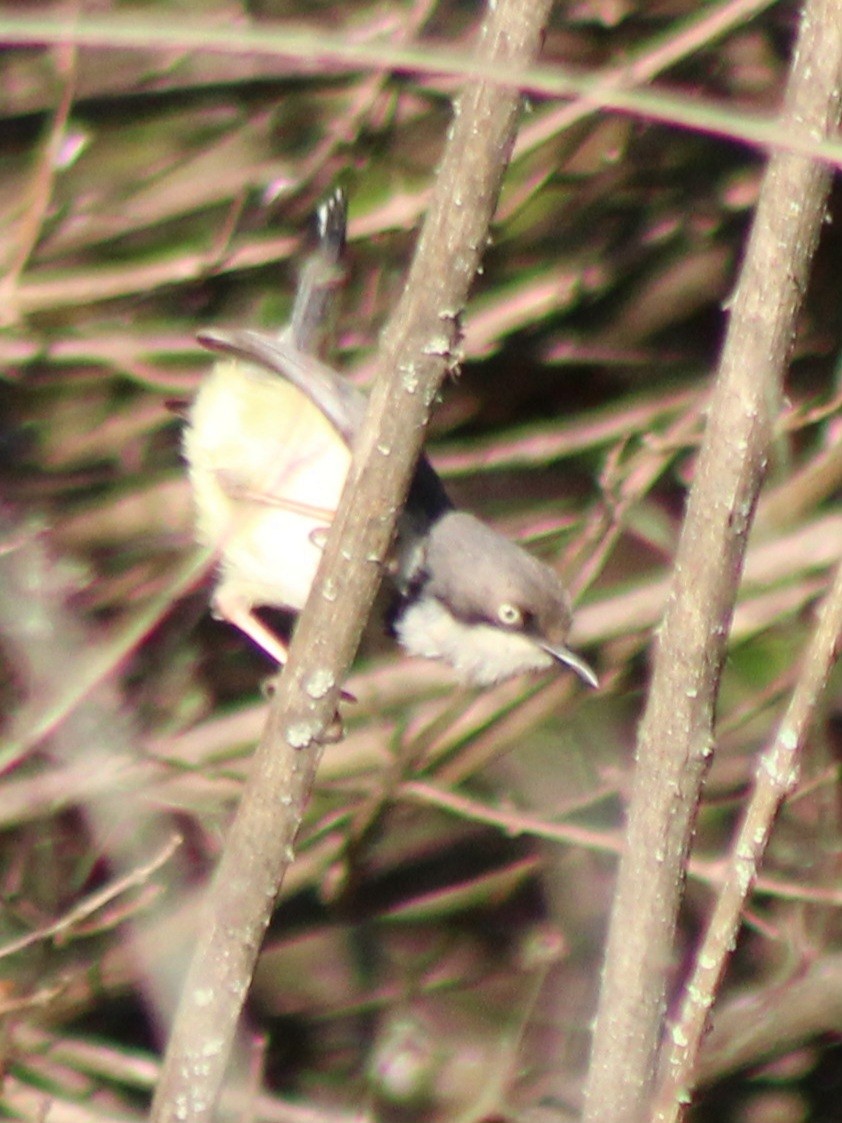 Bar-throated Apalis - ML642801174