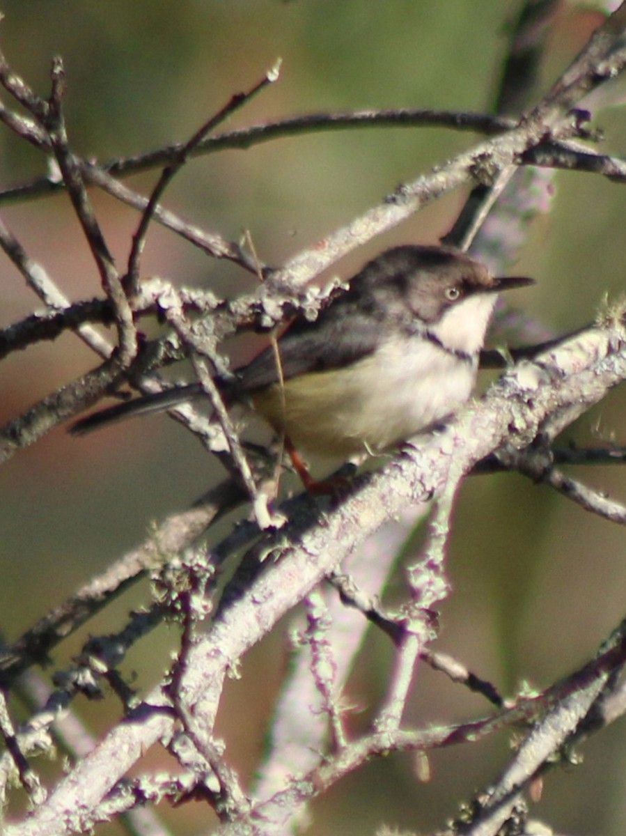 Bar-throated Apalis - ML642801175