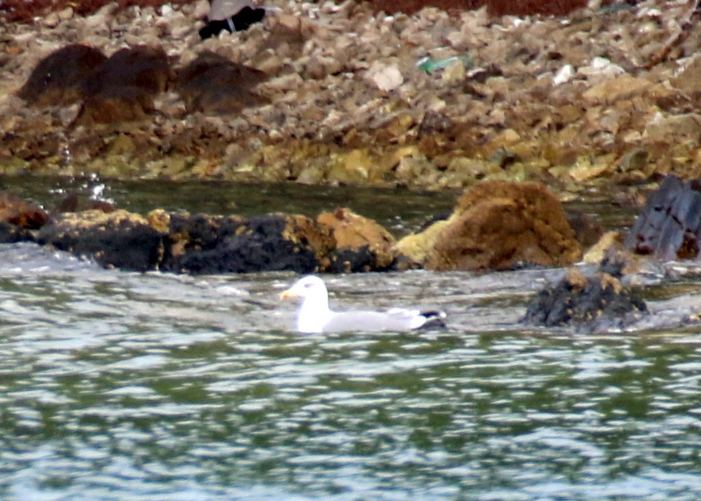 Yellow-legged Gull - ML642801178