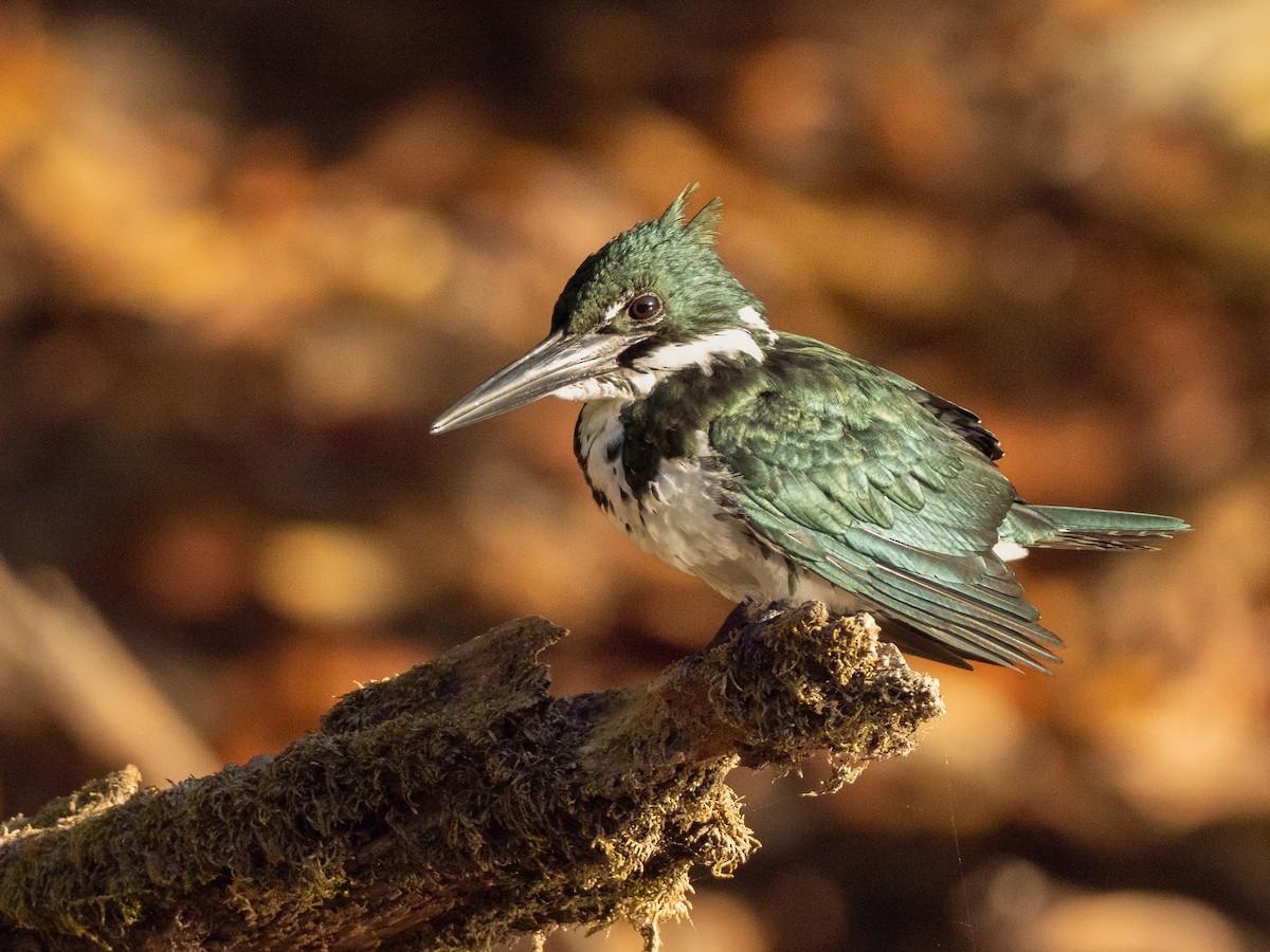 Martin-pêcheur d'Amazonie - ML642801179