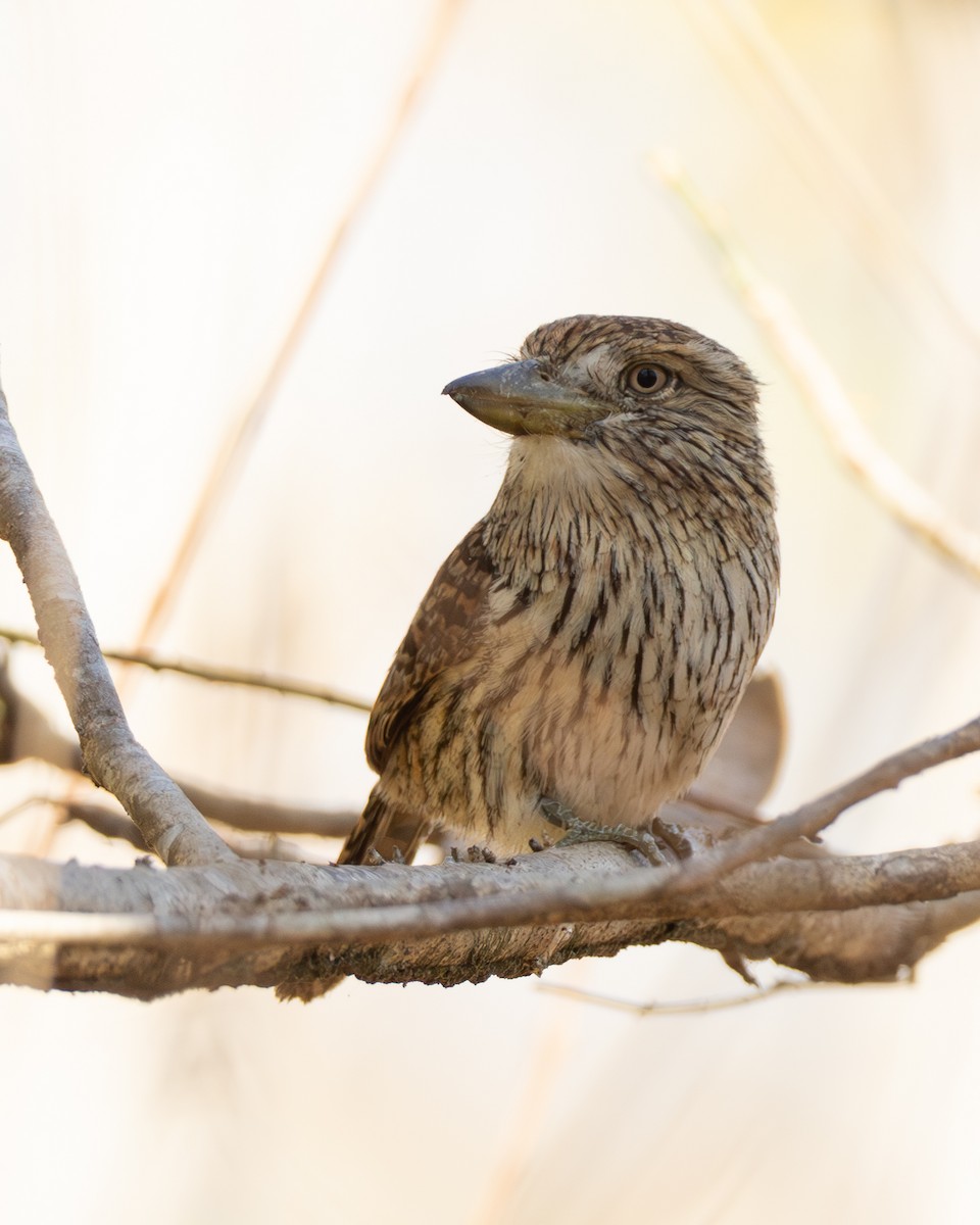 Eastern Striolated-Puffbird - ML642801180