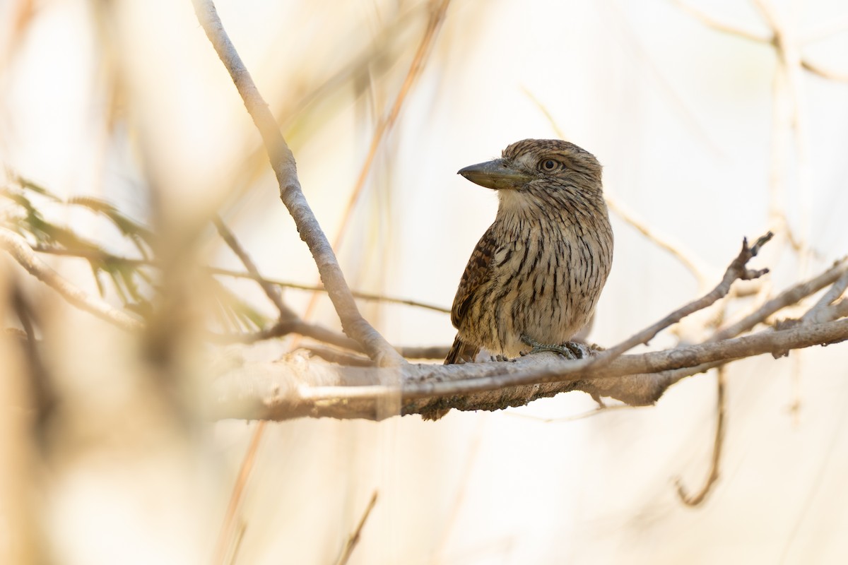 Eastern Striolated-Puffbird - ML642801181