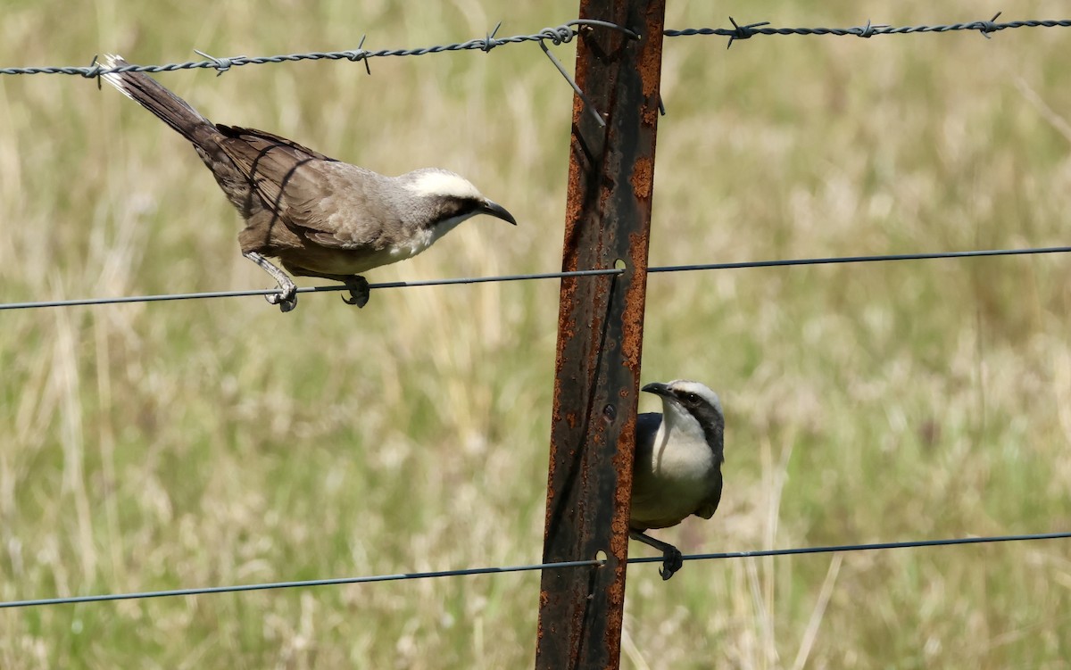 Gray-crowned Babbler - ML642801182