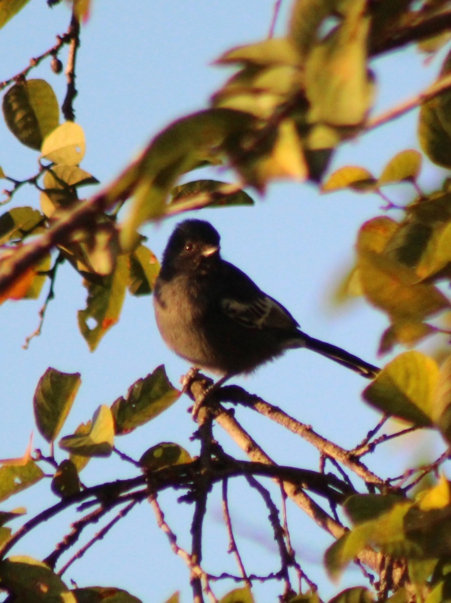 Southern Black-Tit - ML642801183