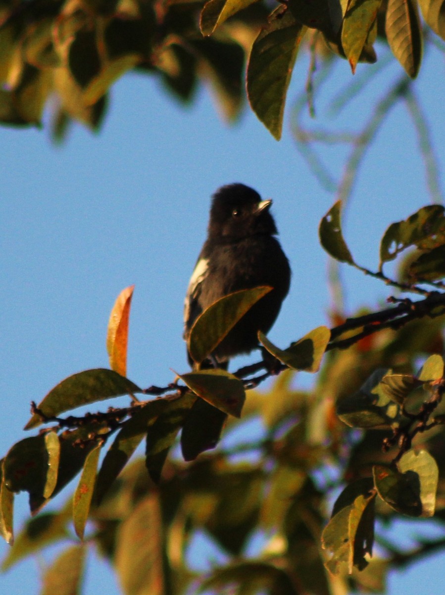 Southern Black-Tit - ML642801184