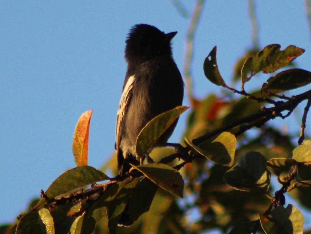 Southern Black-Tit - ML642801185