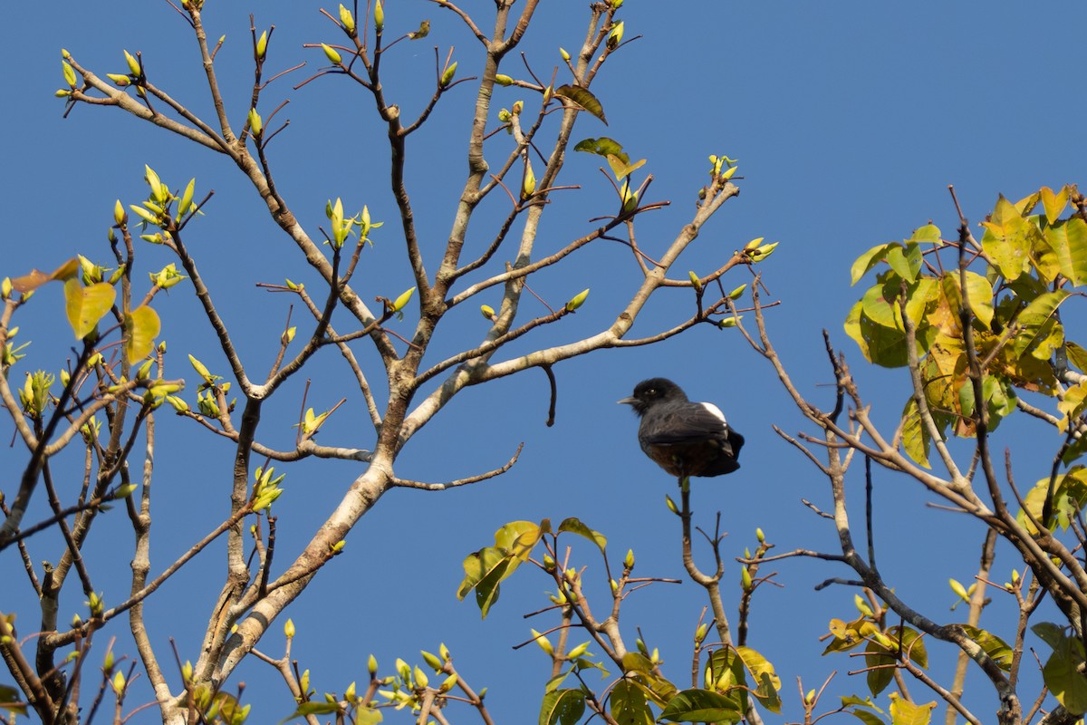 Swallow-winged Puffbird - ML642801188