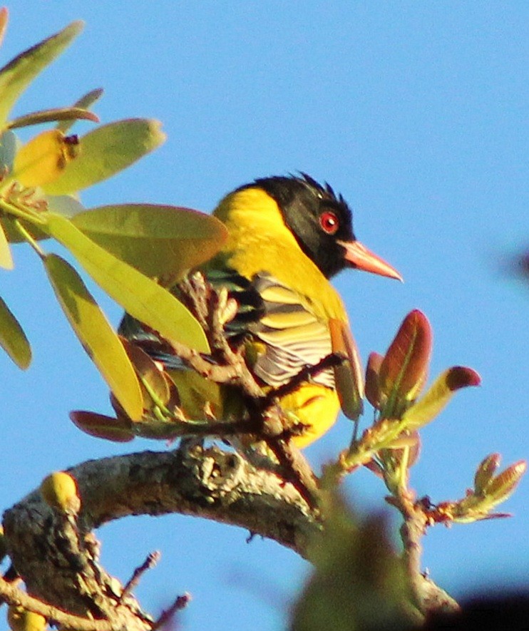 African Black-headed Oriole - ML642801200